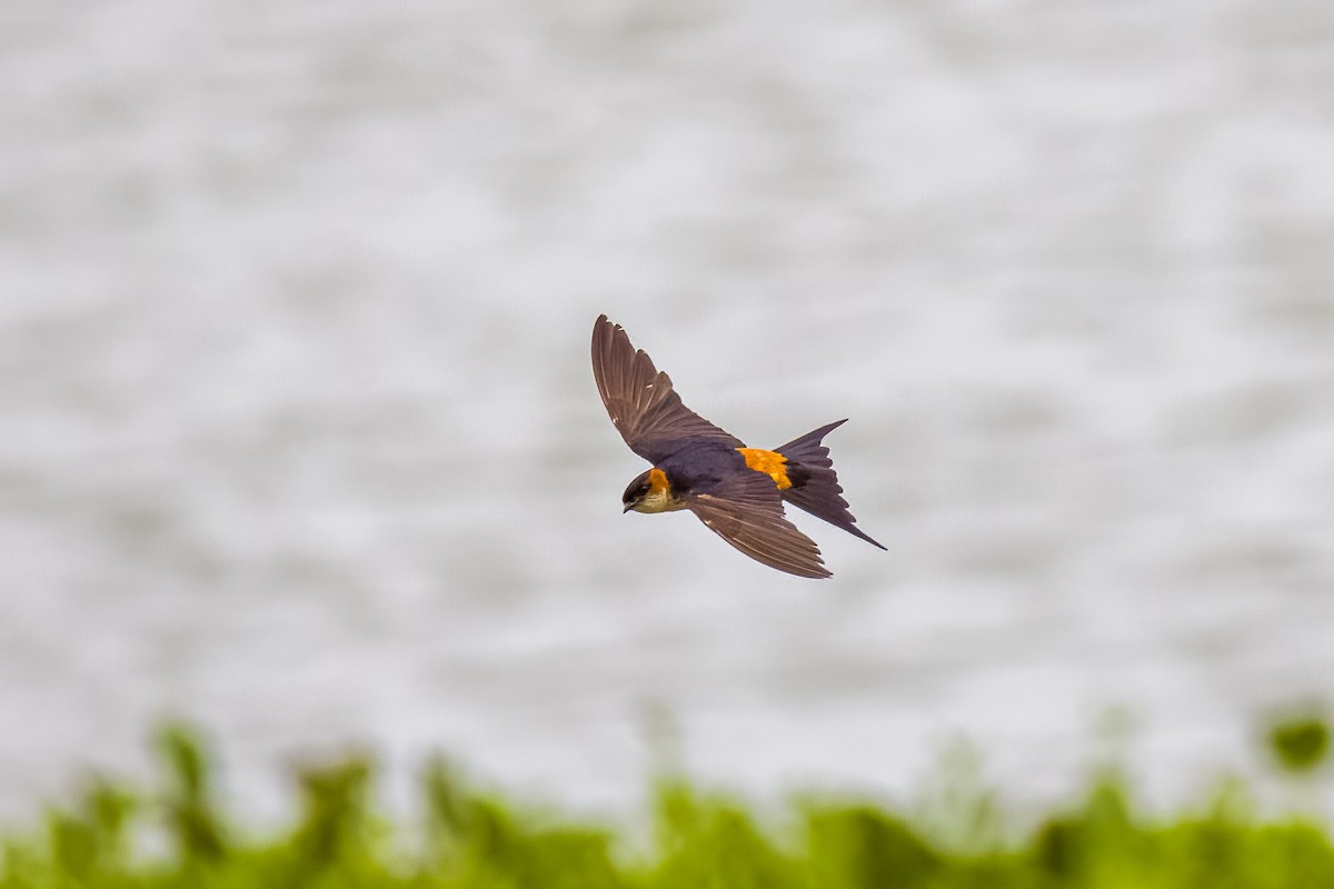 Golondrina Dáurica Oriental - ML637626956