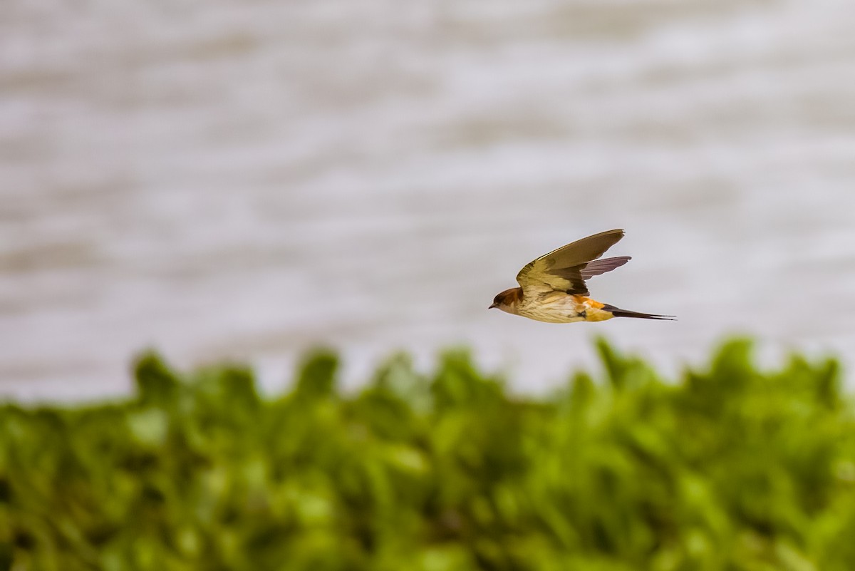 Golondrina Dáurica Oriental - ML637626957