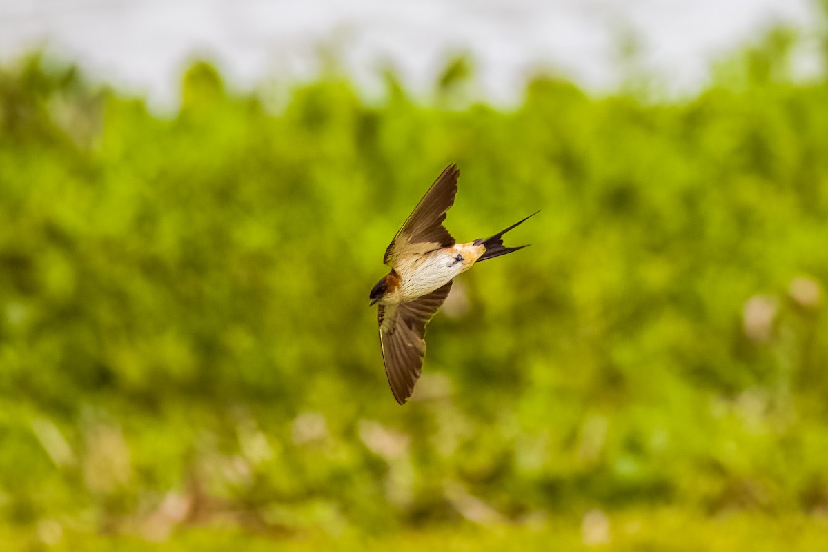 Golondrina Dáurica Oriental - ML637626974