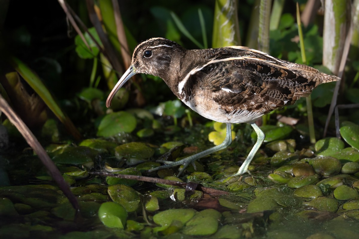 South American Painted-Snipe - ML637626981