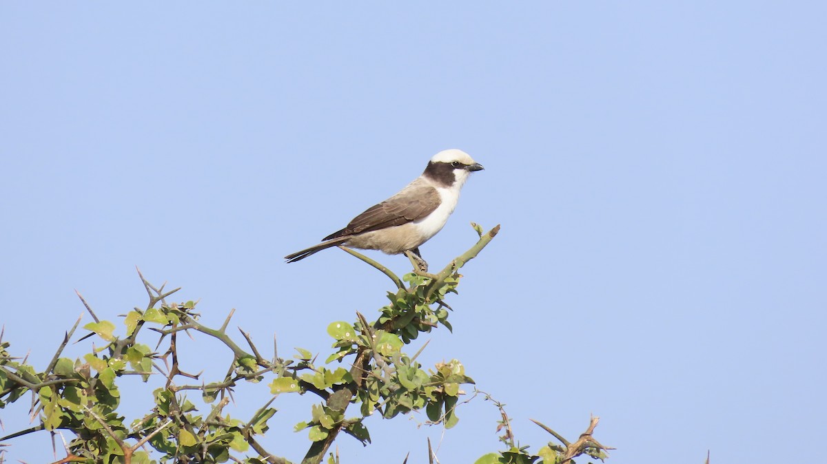 White-crowned Shrike - ML637627003
