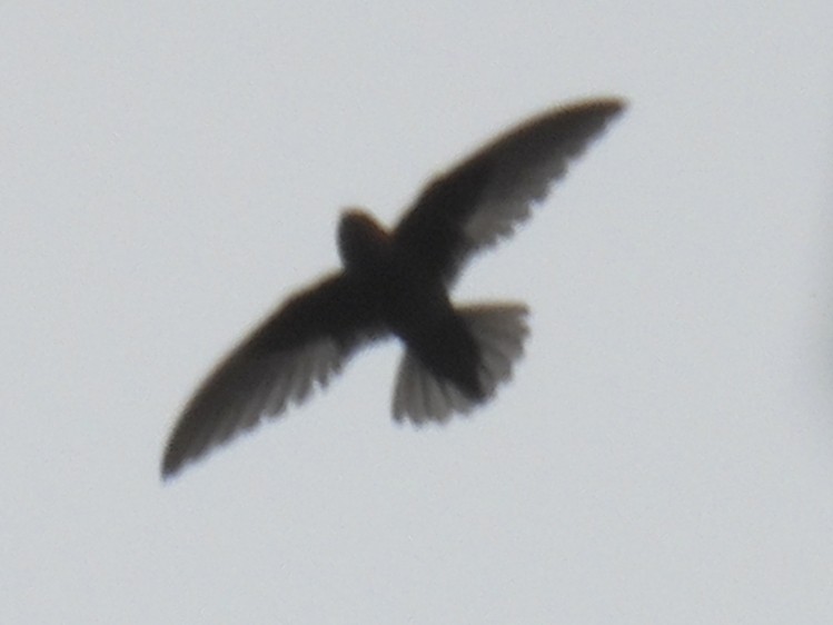 Chestnut-collared Swift - ML637627149