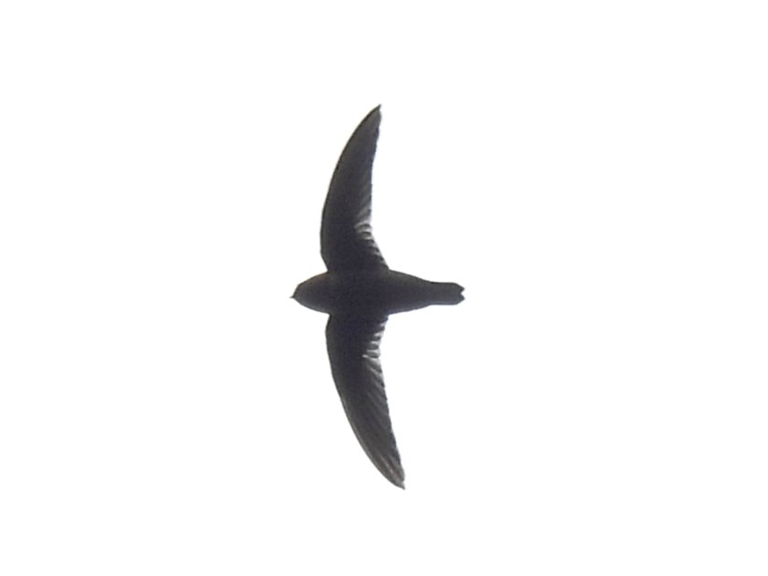 Chestnut-collared Swift - ML637627150