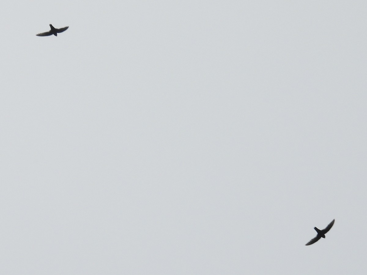 Chestnut-collared Swift - ML637627151