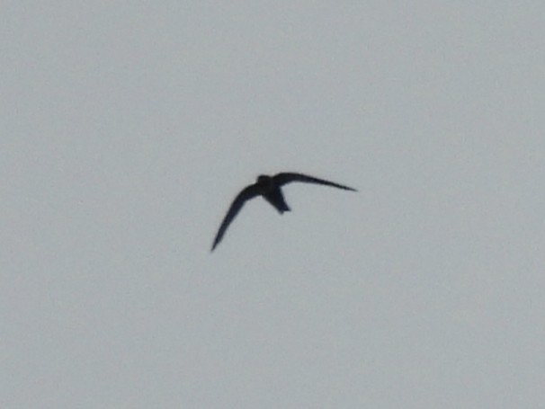 White-collared Swift - ML637627161