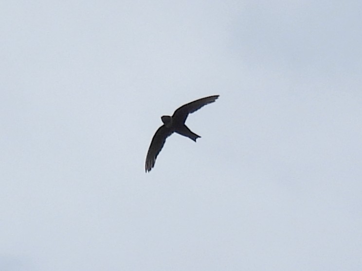 White-collared Swift - ML637627162