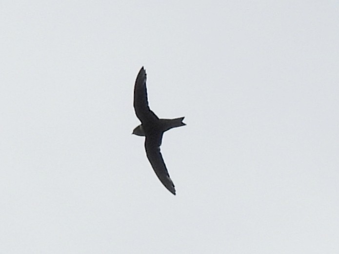 White-collared Swift - ML637627163