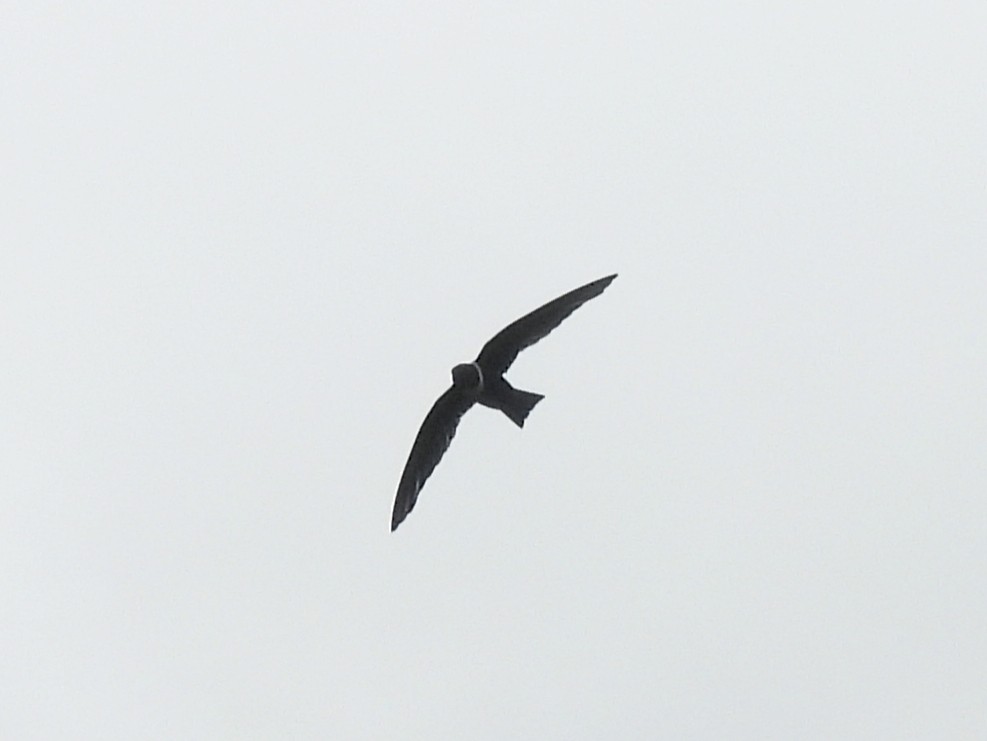 White-collared Swift - ML637627164