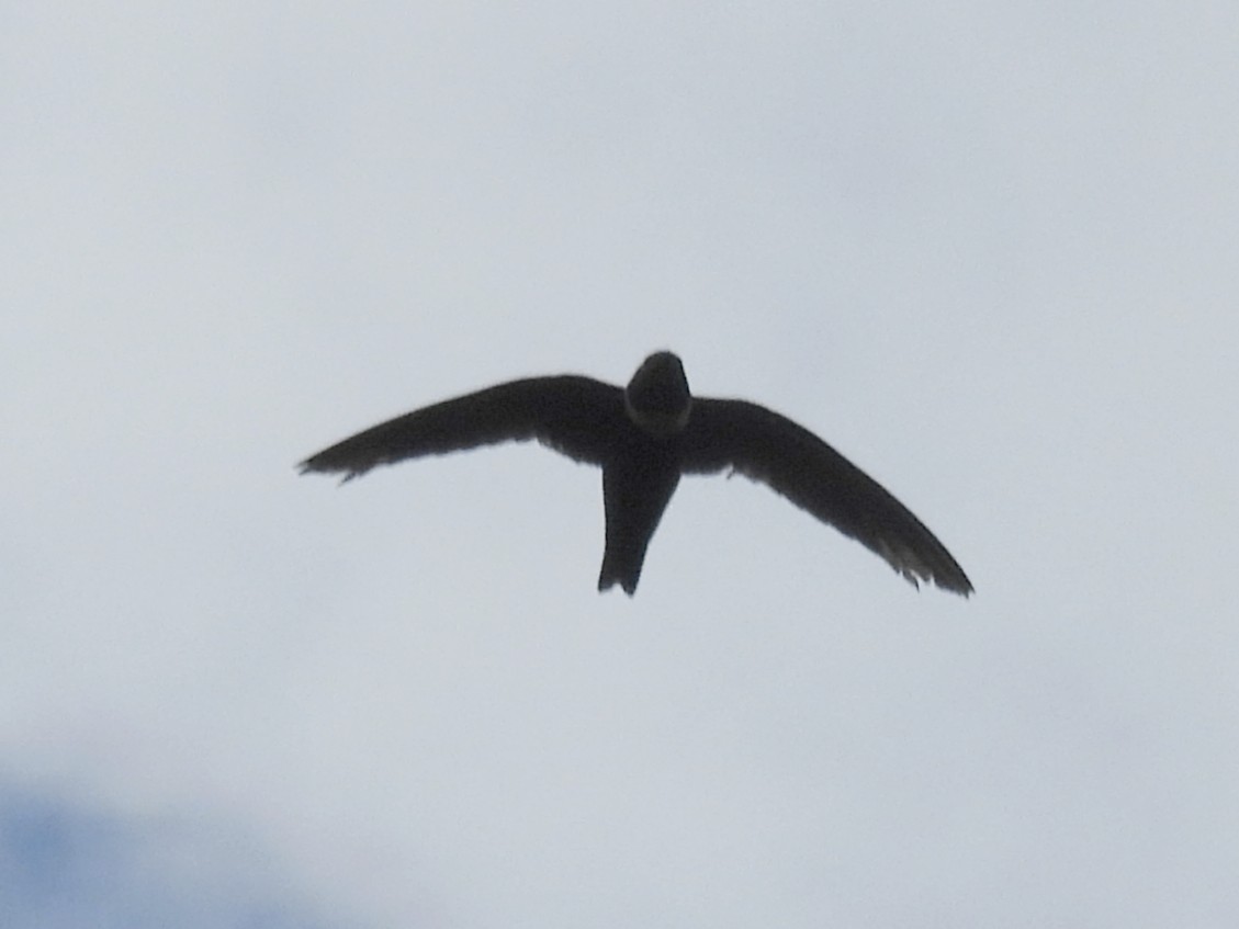 White-collared Swift - ML637627165