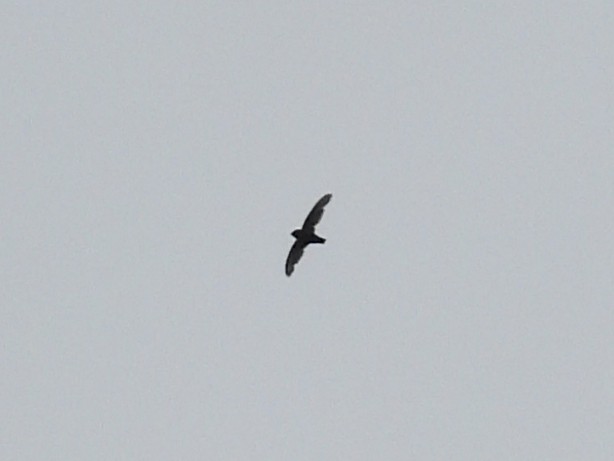 Gray-rumped Swift - ML637627169