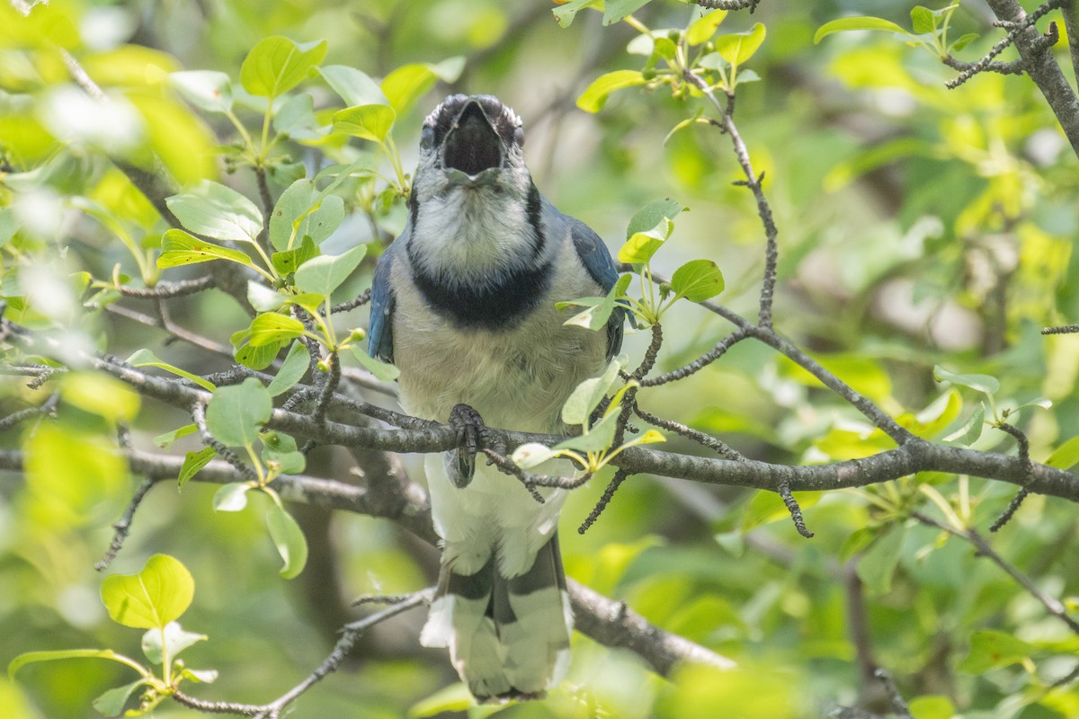 Blue Jay - ML637627227