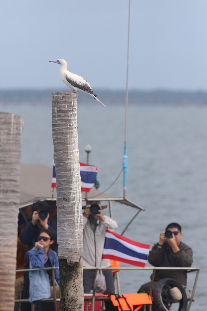 Red-footed Booby (Indopacific) - ML637627242