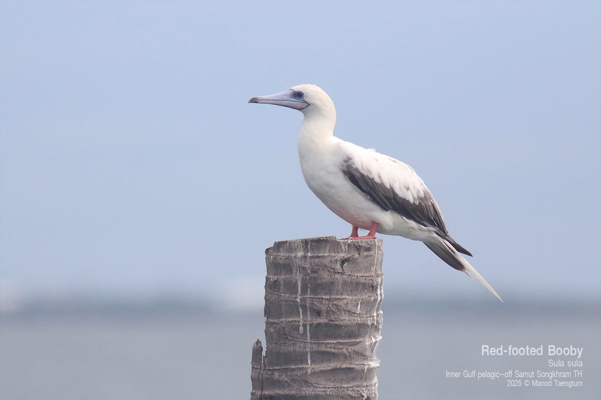 Red-footed Booby (Indopacific) - ML637627244