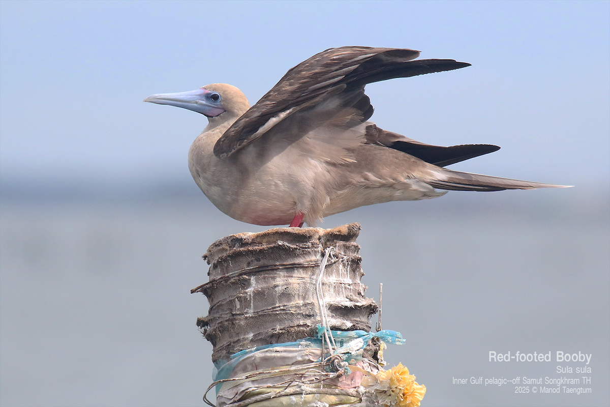 Red-footed Booby (Indopacific) - ML637627246