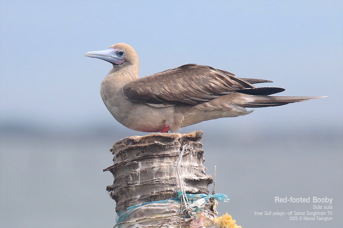 Red-footed Booby (Indopacific) - ML637627248