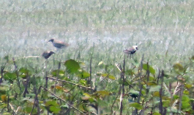 Black-bellied Plover - ML637627256