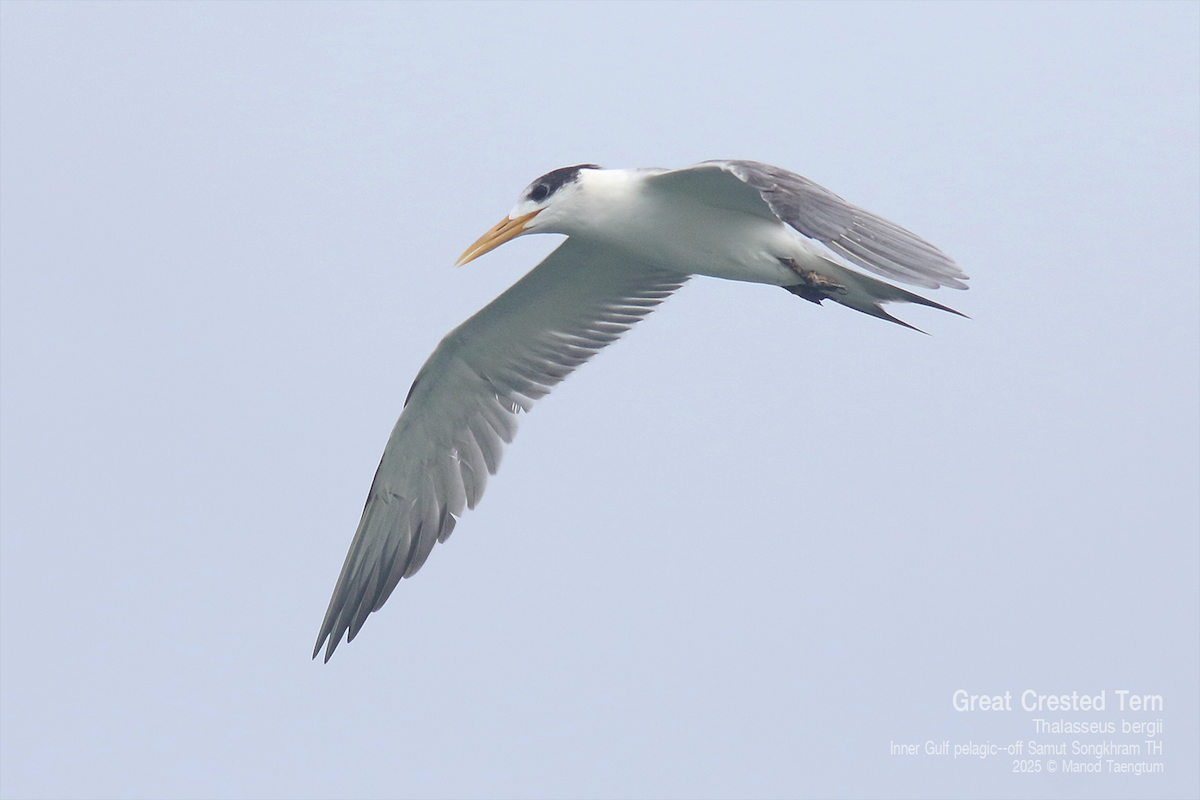 Great Crested Tern - ML637627263