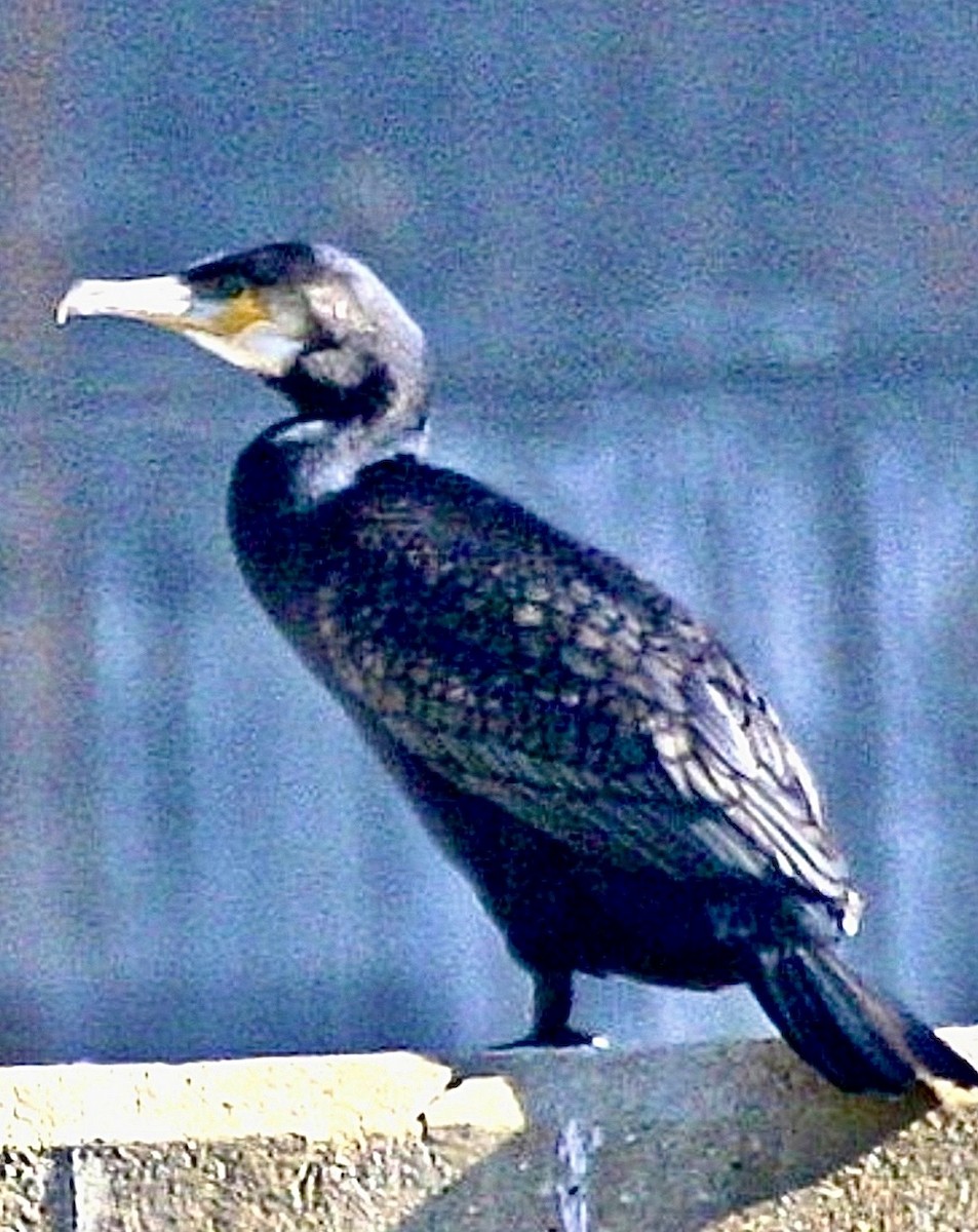 Grand Cormoran - ML637627265