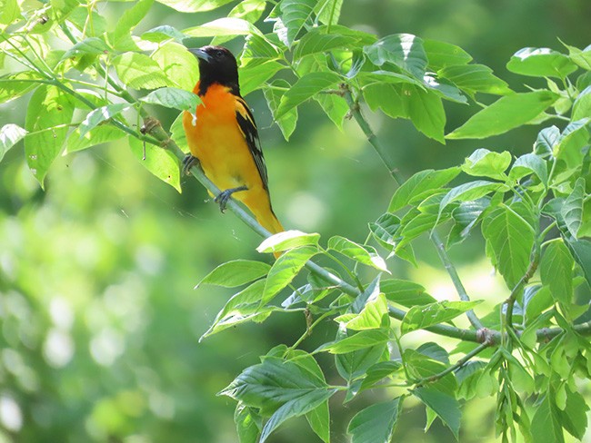 Baltimore Oriole - ML637627273