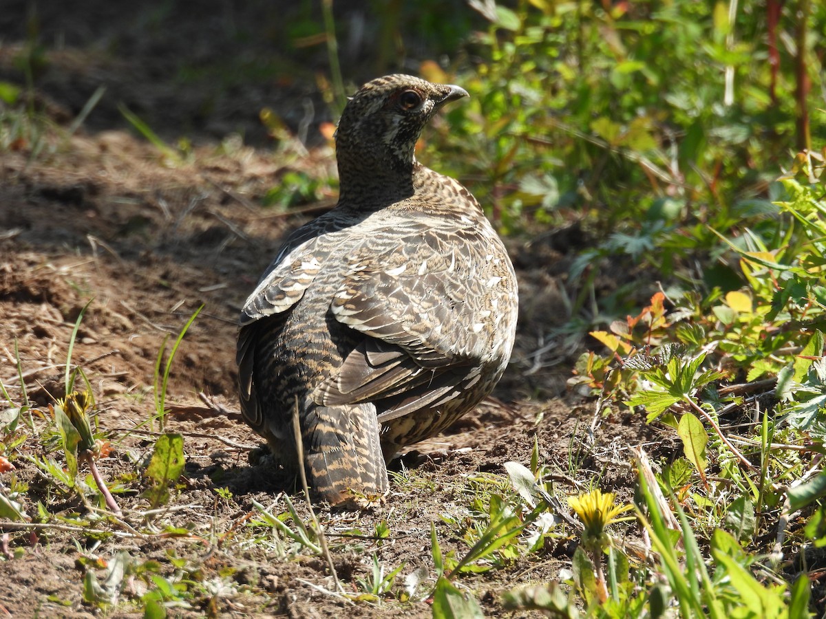 Spruce Grouse - ML637627283