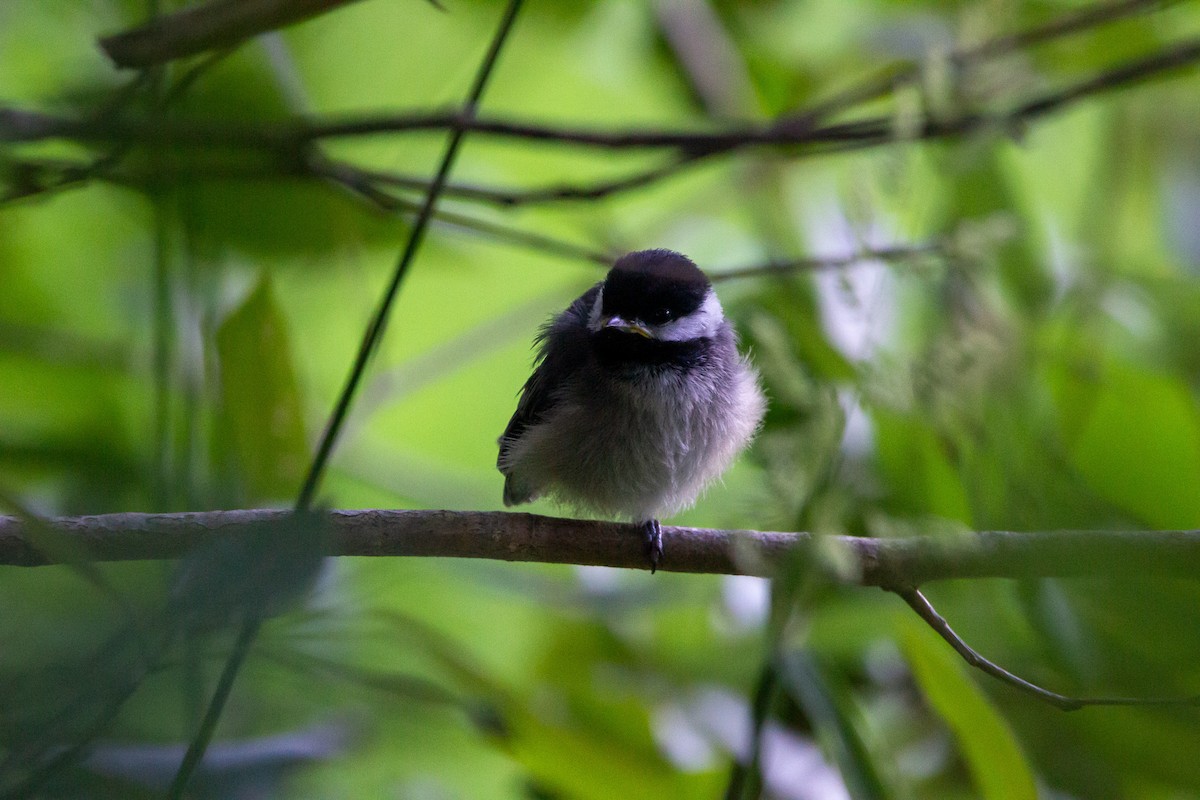 Black-capped Chickadee - ML637627294