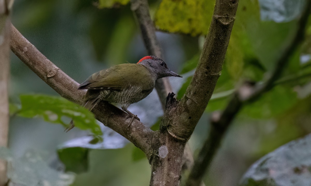 Fine-banded Woodpecker - ML637627296