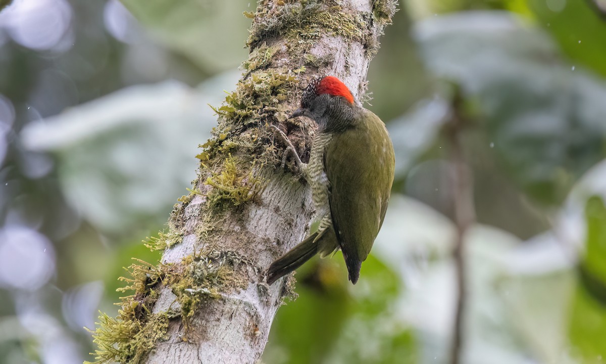 Fine-banded Woodpecker - ML637627297
