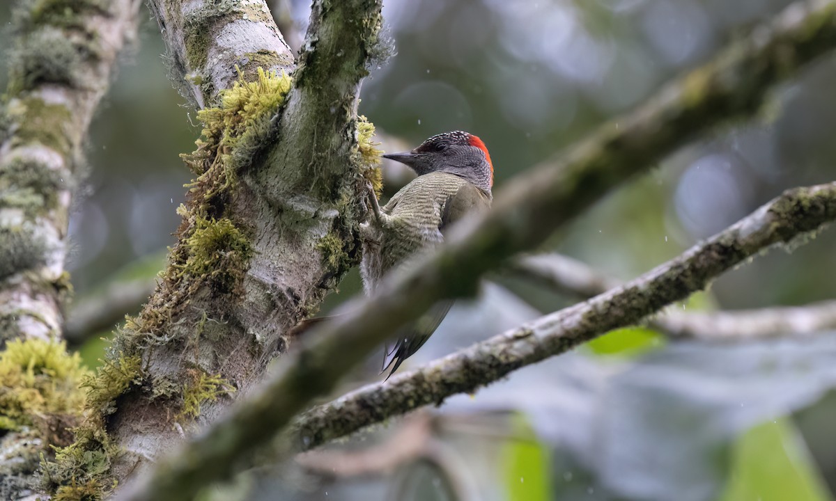 Fine-banded Woodpecker - ML637627298