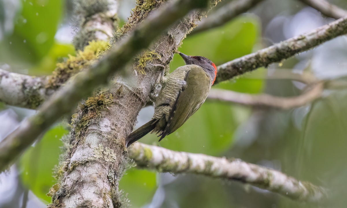 Fine-banded Woodpecker - ML637627299