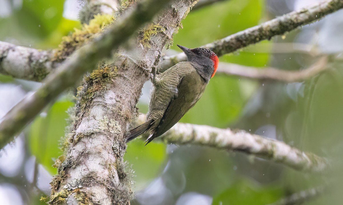 Fine-banded Woodpecker - ML637627300
