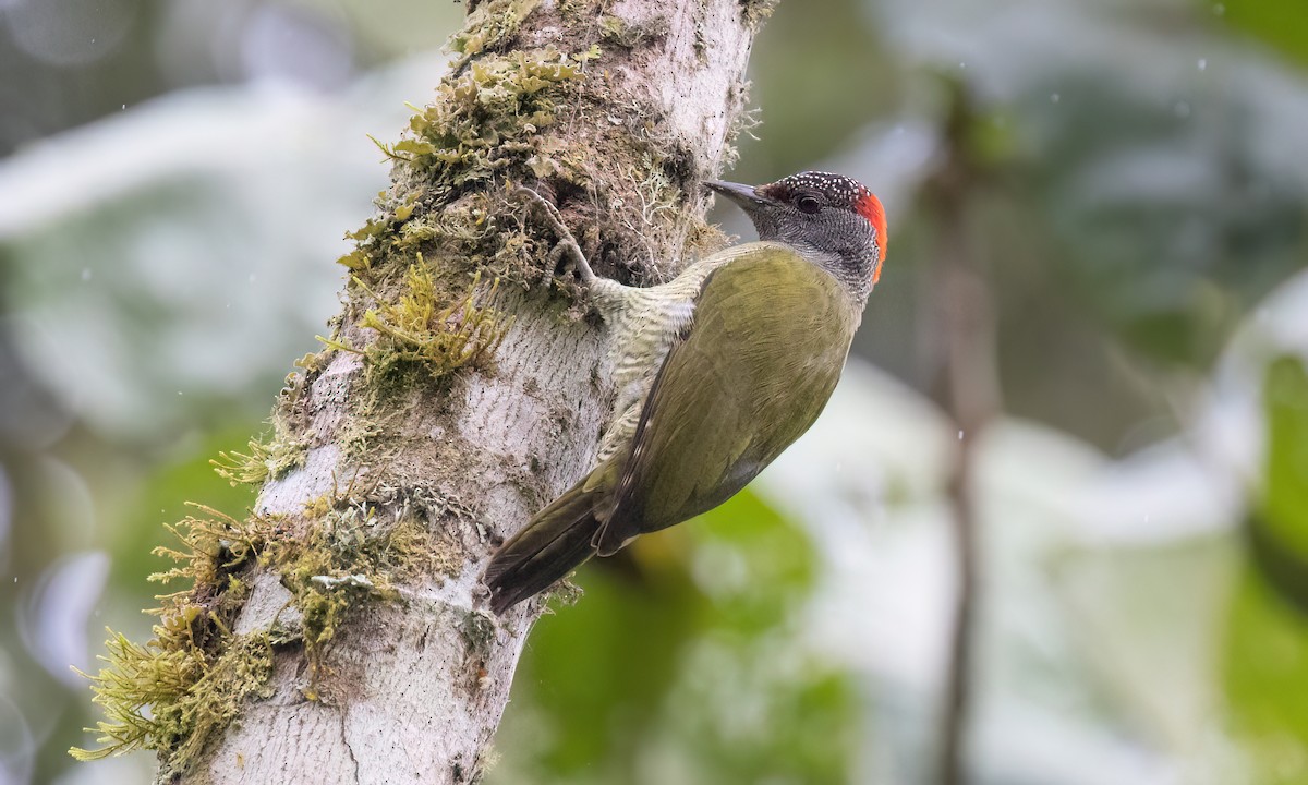 Fine-banded Woodpecker - ML637627302