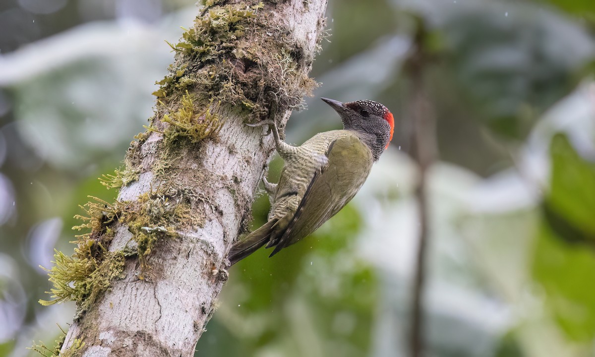 Fine-banded Woodpecker - ML637627303