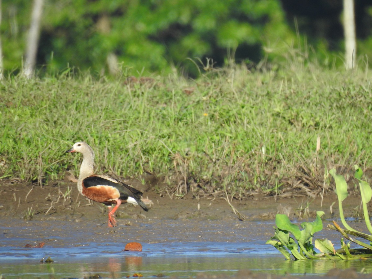 Orinoco Goose - ML637627304