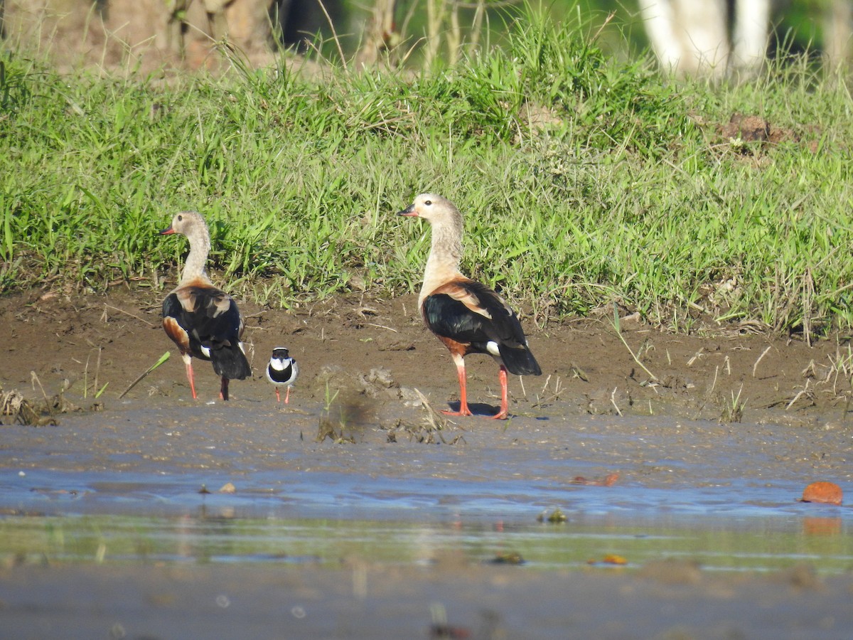Orinoco Goose - ML637627305