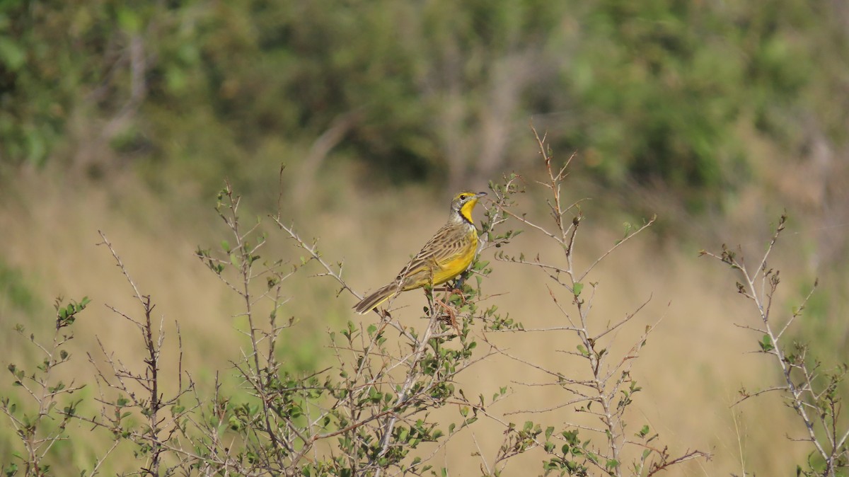 Yellow-throated Longclaw - ML637627306