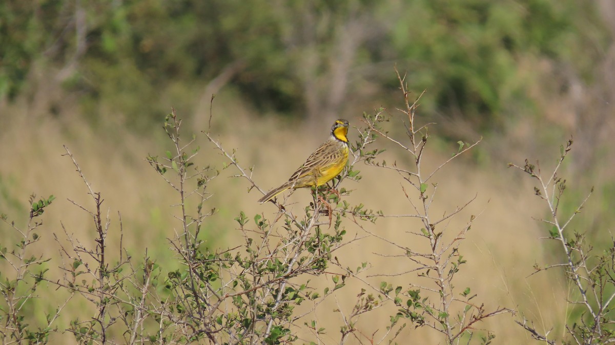 Yellow-throated Longclaw - ML637627308