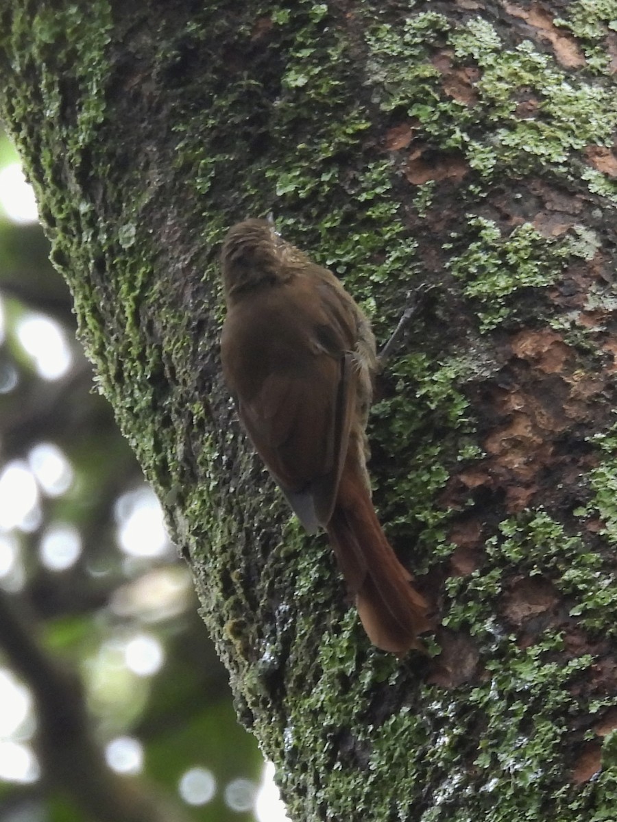Wedge-billed Woodcreeper - ML637627310