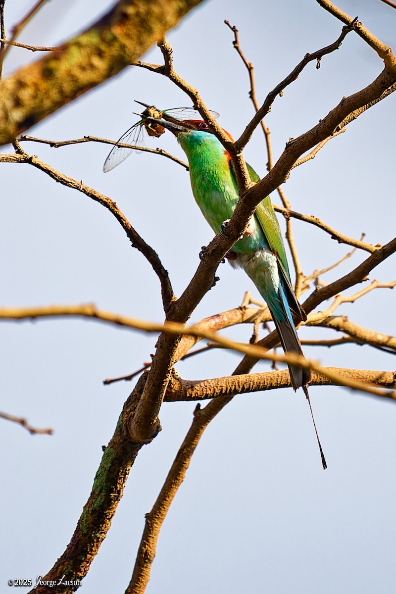 Rufous-crowned Bee-eater - ML637627328