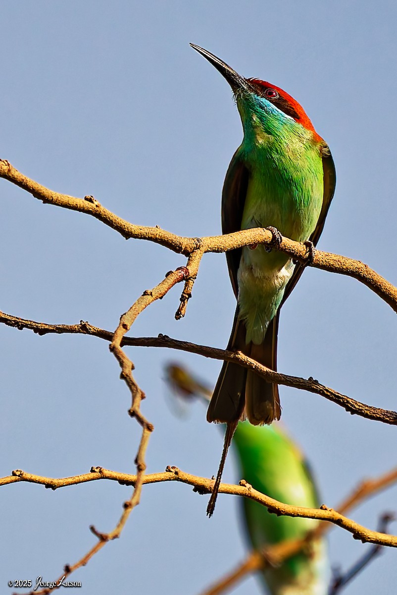 Rufous-crowned Bee-eater - ML637627330