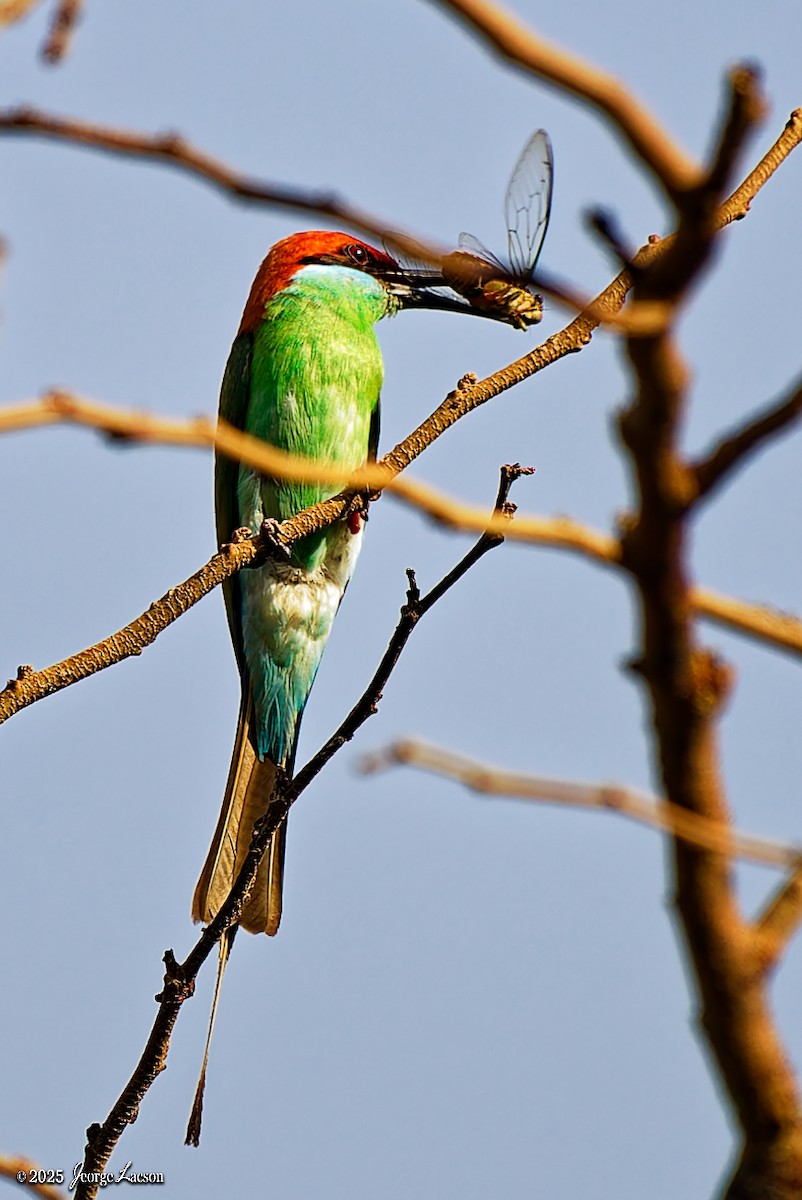 Rufous-crowned Bee-eater - ML637627331