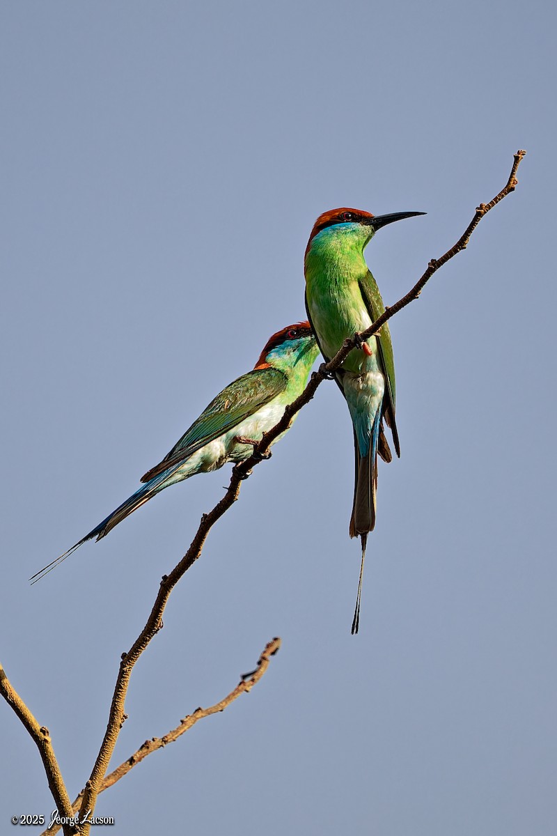 Rufous-crowned Bee-eater - ML637627332