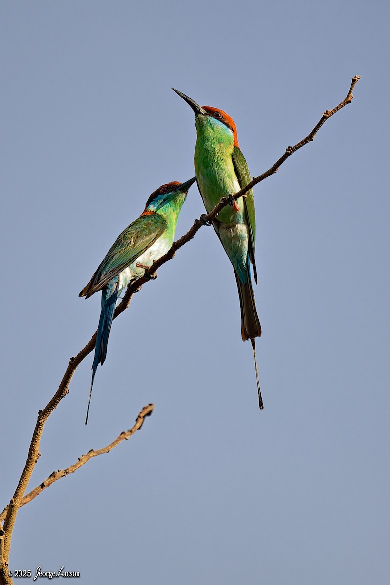 Rufous-crowned Bee-eater - ML637627333
