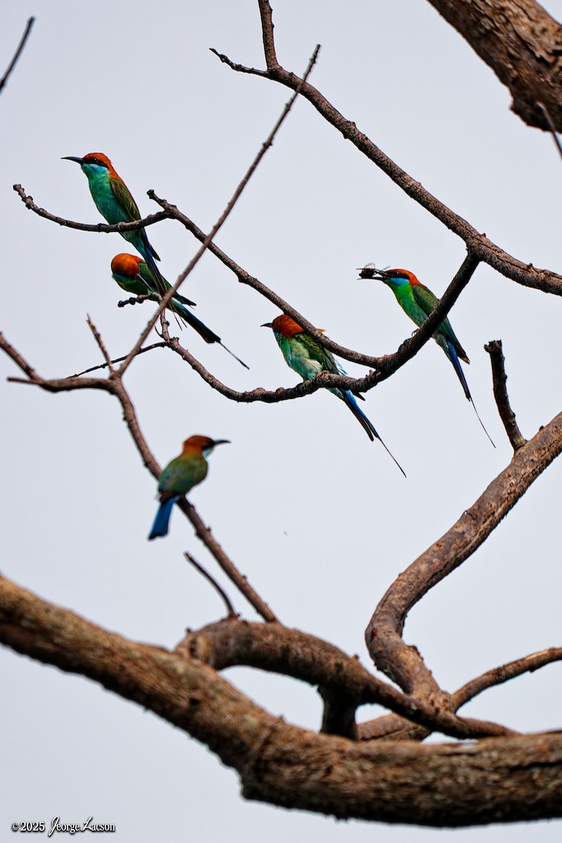 Rufous-crowned Bee-eater - ML637627335