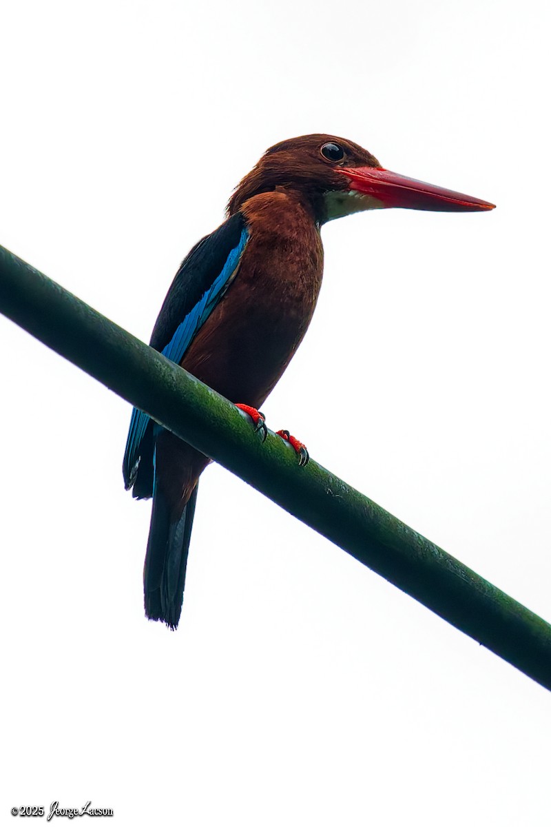 Brown-breasted Kingfisher - ML637627347
