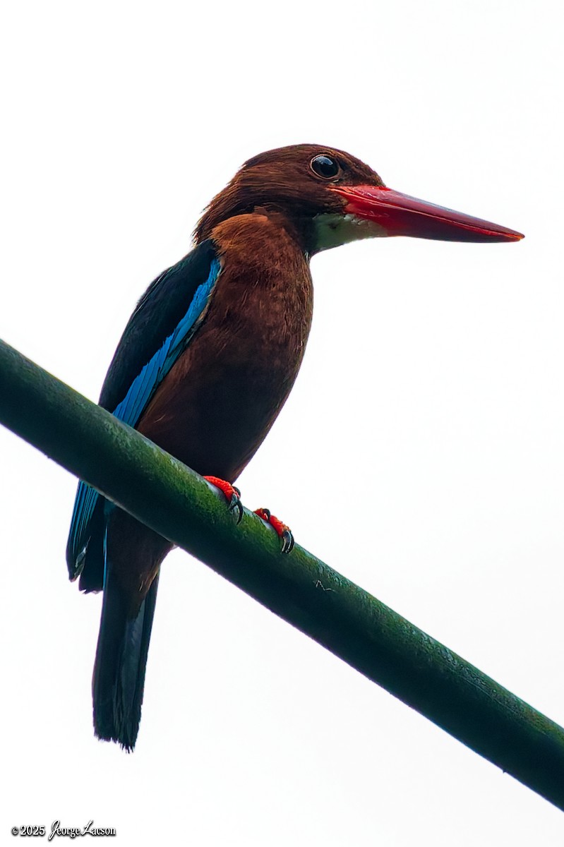 Brown-breasted Kingfisher - ML637627348