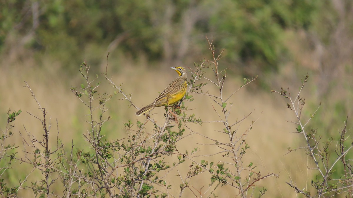 Yellow-throated Longclaw - ML637627349