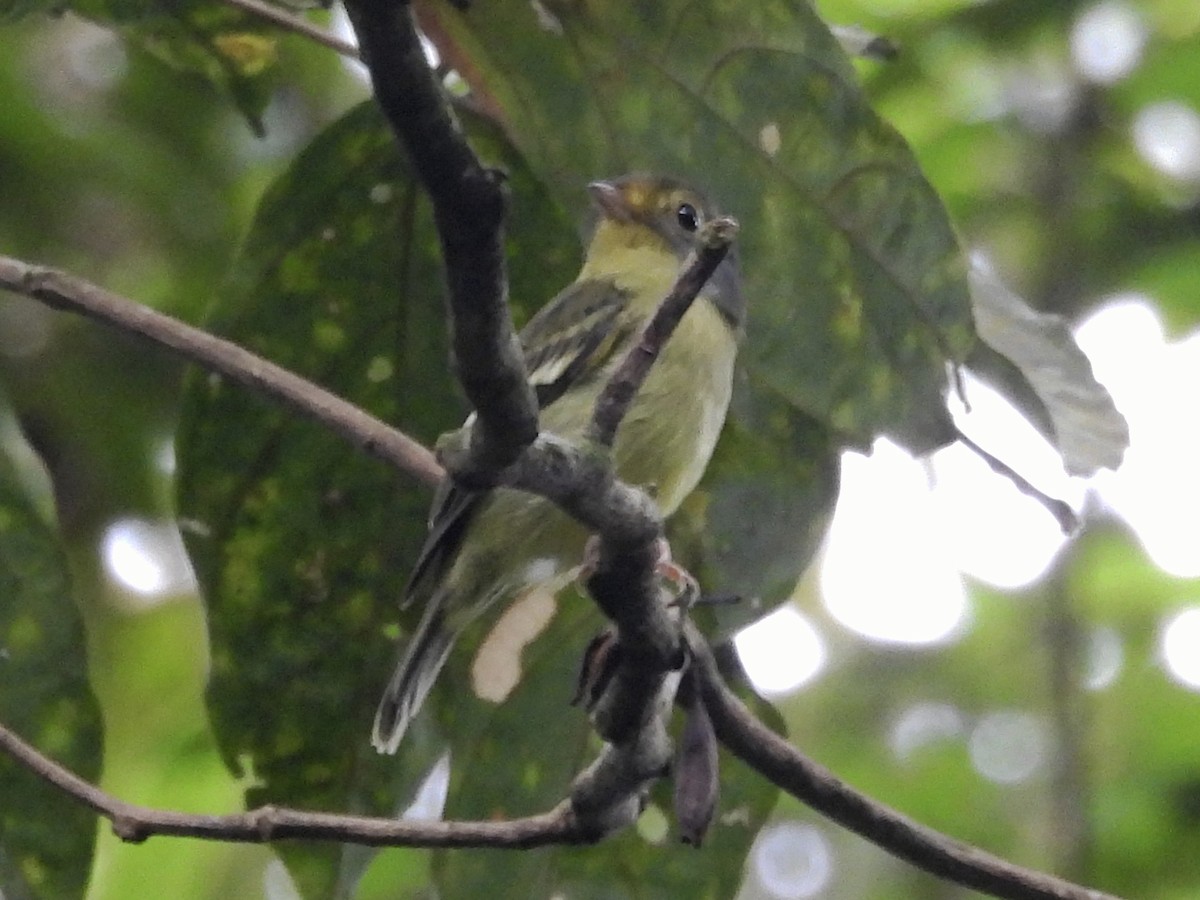 Wing-barred Piprites - ML637627356