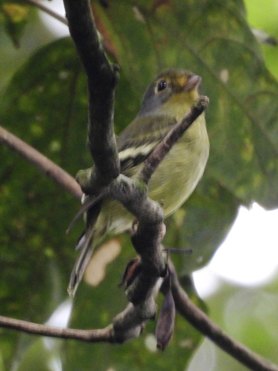 Wing-barred Piprites - ML637627357