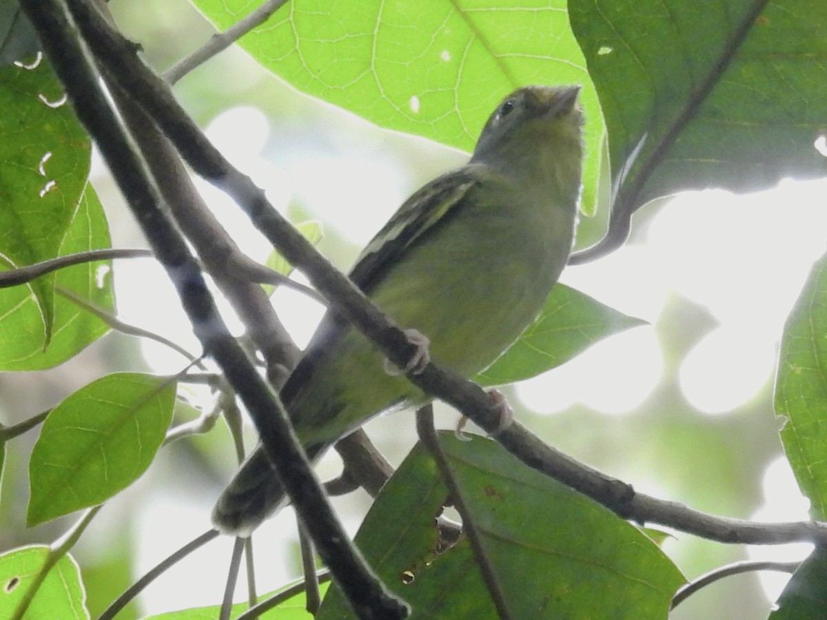 Wing-barred Piprites - ML637627358