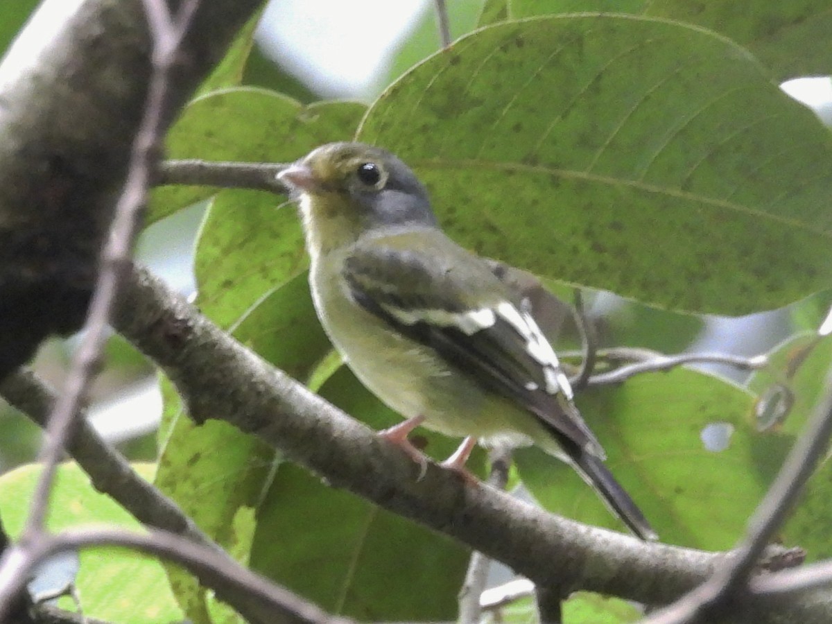 Wing-barred Piprites - ML637627359